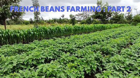 Mastering French Bean Farming From Seed To Harvest Part 2 YouTube