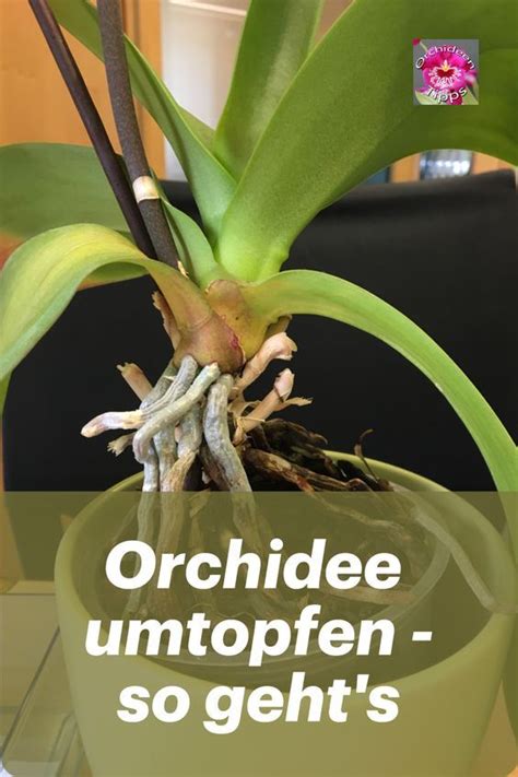 Wann Braucht Meine Orchidee Einen Neuen Topf In 2024 Orchideen