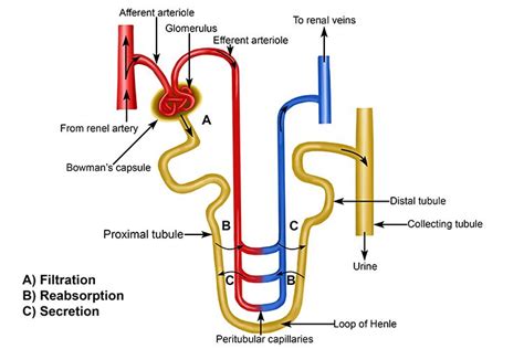 A Draw An Annotated Diagram Of The Nephron