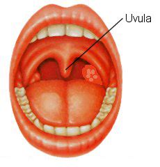 The Weird and Wonderful Uvula | Marlene Metz Hartzler