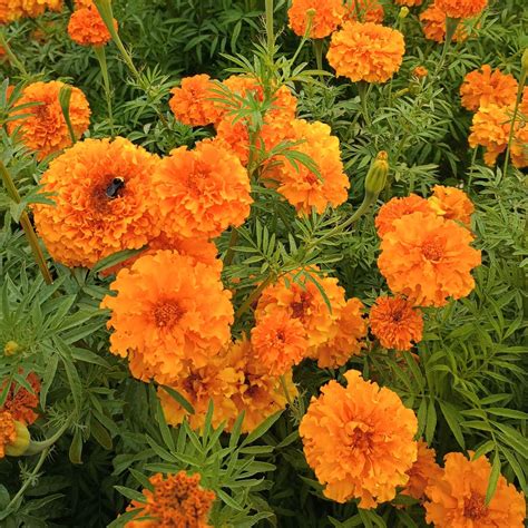 Marigold, Kees' Orange (Organic) - Adaptive Seeds