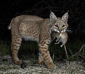 Hybrid bobcat lynx | All You Need To Know