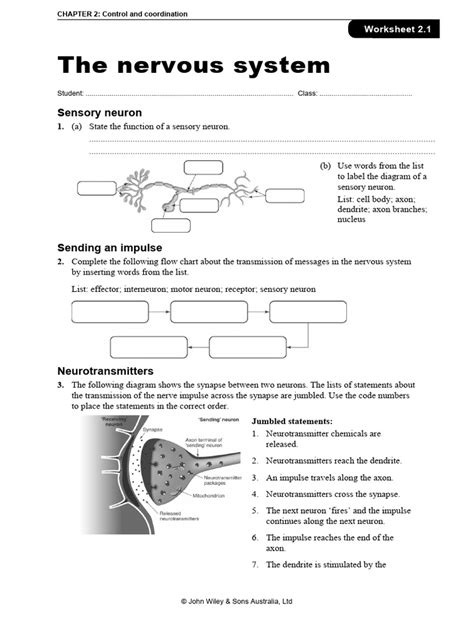 Worksheet 21 Nervous System Download Free Pdf Neuron Synapse