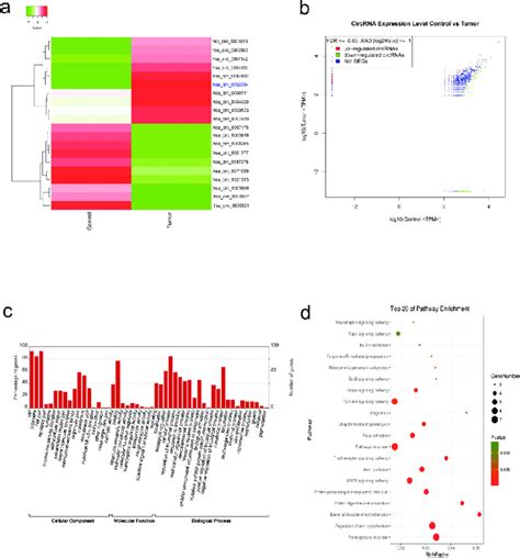 Overview Of CircRNA Differential Expression A Hierarchical Cluster