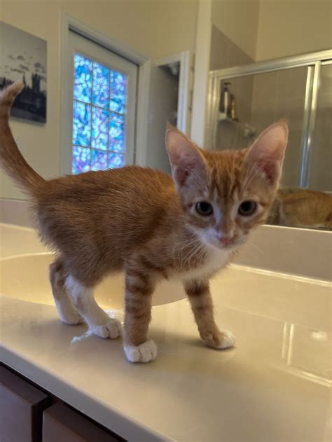 Cats for Adoption in West Deland, Florida | Alpha Paw