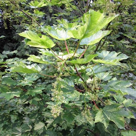 Purple Sycamore Maple Acer Pseudoplatanus Spaethii Garden Org