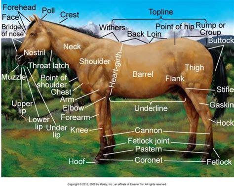 Equine Physical Exam Flashcards Quizlet