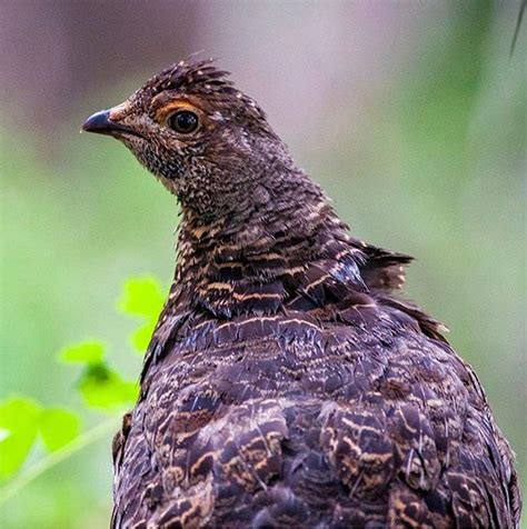 Blue Grouse in Grand Teton National Park - intoBirds