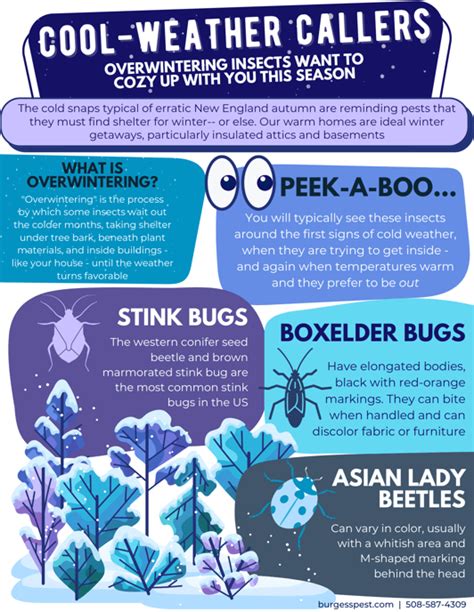 Whats The Deal With Overwintering Insects [infographic]