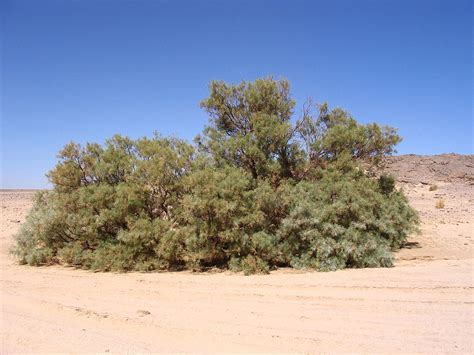 Plant a Tamarisk Tree this Christmas – Cheryl Kramarczyk