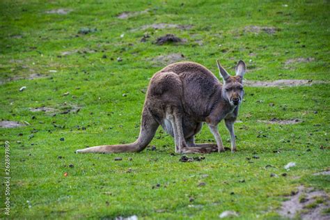 Red kangaroo (Macropus rufus) is the largest of all kangaroos, the largest terrestrial mammal ...