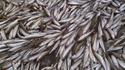 Rainbow-Smelt-Great-Lakes-Fish-Company-1920x1080 • Harbor Fish Market