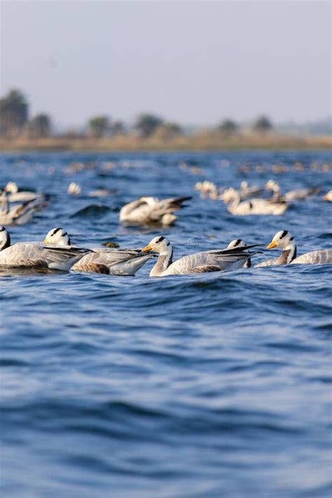 Migratory Birds Stock Photo Image Of Teamwork Bird