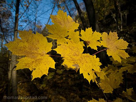 Picture of Norway maple leaves (Acer platanoides) with fall / autumn ...