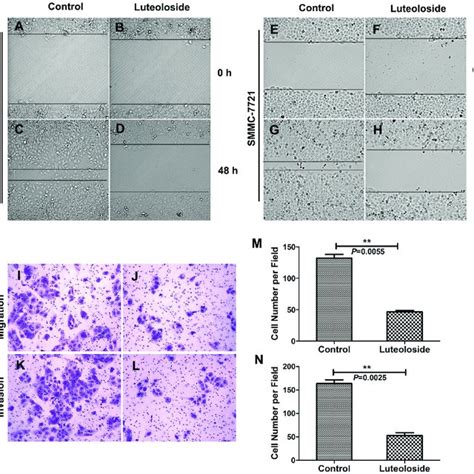 Ros Levels Were Measured Using The Ros Assay With Dcfh Da Fluorescence