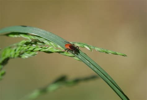 Fsme Fr Hsommer Meningoenzephalitis Fernarzt