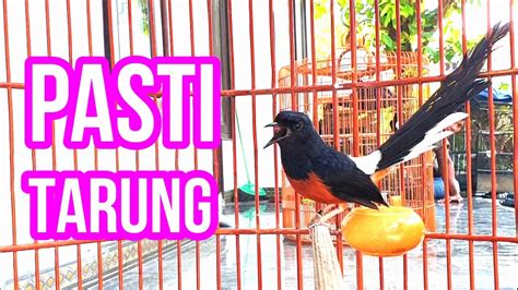 Pasti Banyak Yang Narung Dan Ikut Gacor Dengan Murai Batu Tarung Ini