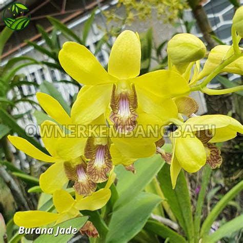 Jual Seedling Anggrek Dendrobium Pra Seedling Anggrek Dendrobium