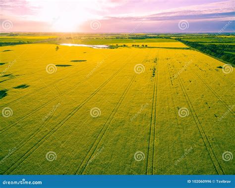 Beautiful Canola Field At Glowing Sunset Stock Photo Image Of