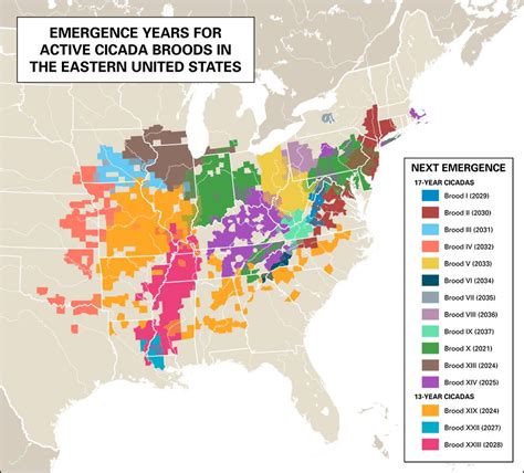 Cicada Map 2024 Election Map Irene Leoline