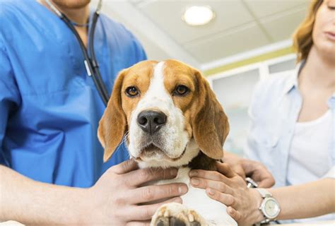 Curso De Auxiliar De Veterinaria Online Todo Lo Que Necesitas Saber