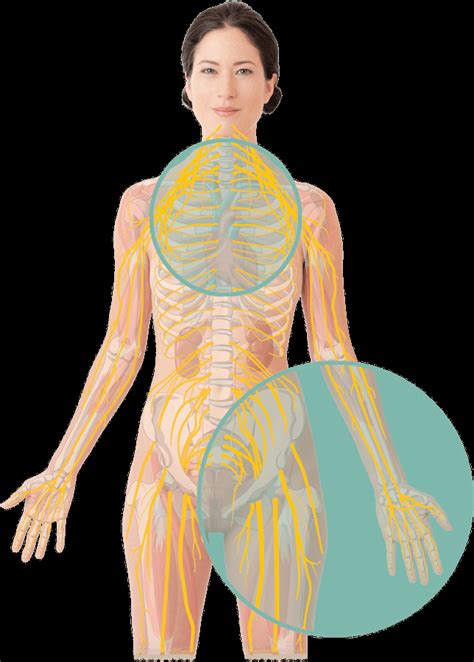 Mr Neurographie Mrt Nerven Aristra Radiologie Netzwerk