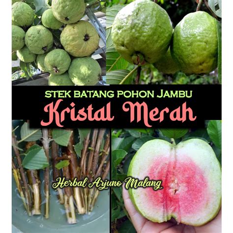 Jual Pcs Stek Batang Tanaman Pohon Jambu Kristal Merah Shopee