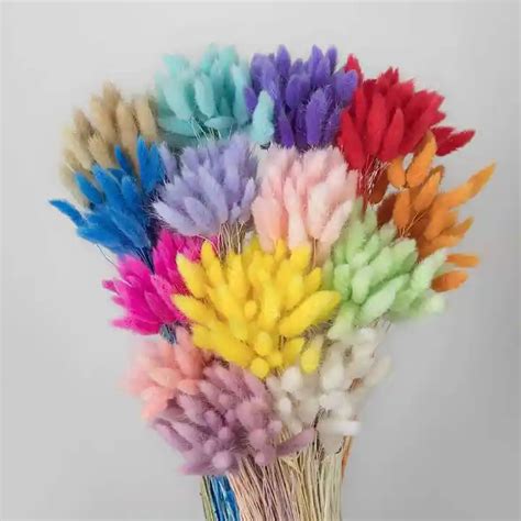 Jual 60 PCs Bunny Tail Dried Flower Bunga Kering Lagurus Ovatus