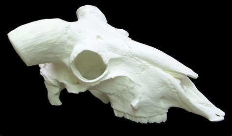 Reproduction Ram Skull OUTLAW SKULLS