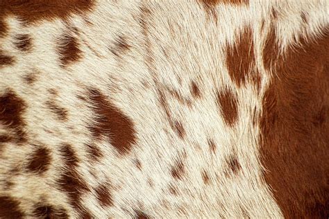 Pattern Of A Longhorn Bull Cowhide Photograph By Rob Downer Pixels