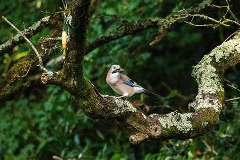 Geai des chênes Garrulus glandarius Eurasian Jay Ornithomedia