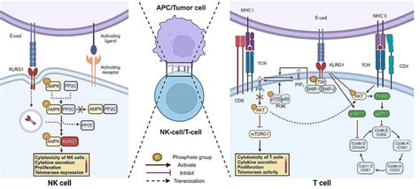 KLRG1 Signaling Pathway KLRG1 Expressed On The Surfaces Of T Cells