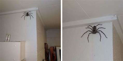 Woman Shares Her Home With A Giant Spider Who Moved In One Day - The Dodo