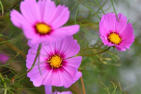 Pink Petals With Bright Yellow Center Pink Flowers With Ye Flickr