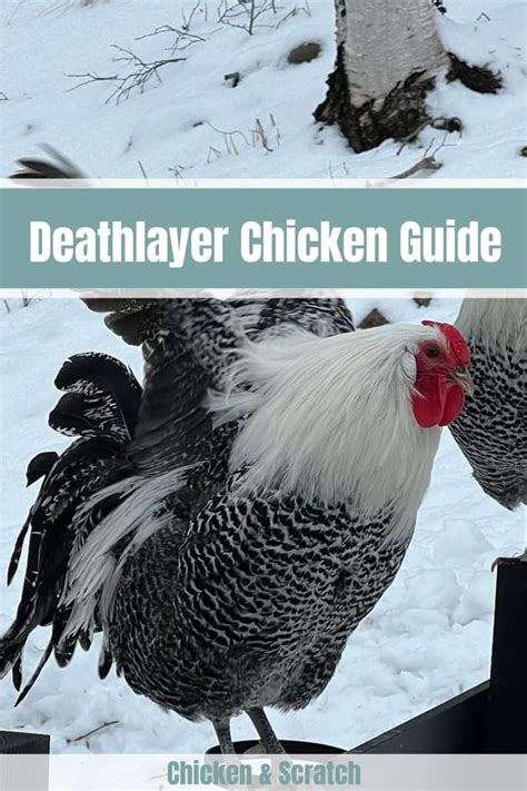 The Complete Guide to Deathlayer Chicken