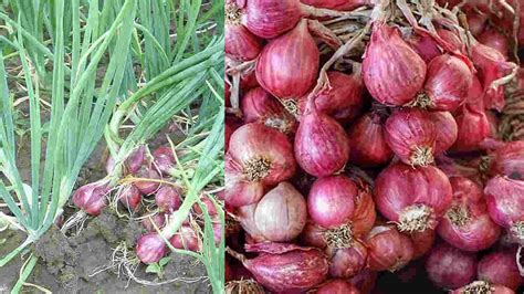 Belajar Tanam Bawang Merah Di Lahan Masam Melalui Vl