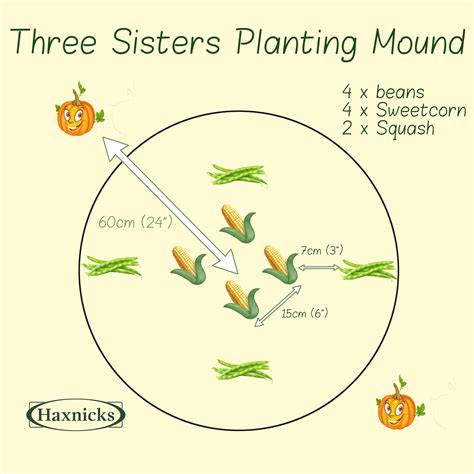 Three Sisters Planting - for superior Corn, Squash & Beans | Vegetable ...