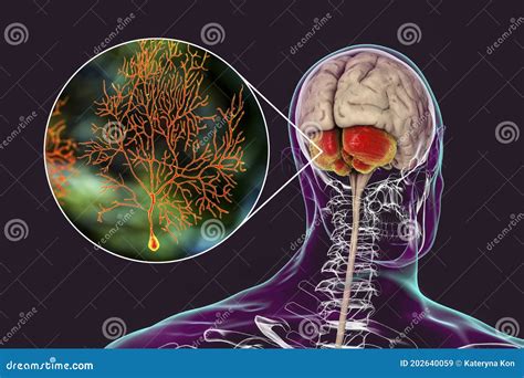 Human Brain With Highlighted Cerebellum And Close Up View Of Purkinje