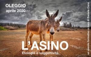 Una Nuova Primavera Per Gli Amanti Dellasino Per Noi