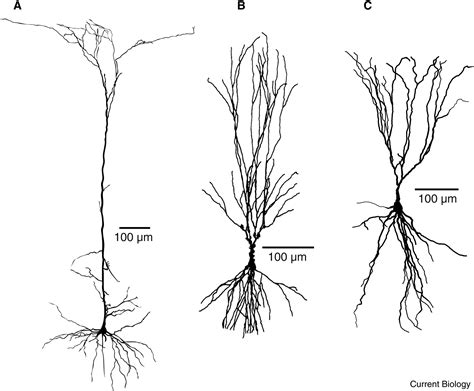 Pyramidal Neurons Current Biology