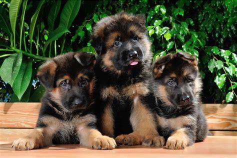 The Top 11 Best German Shepherd Breeders In Ontario