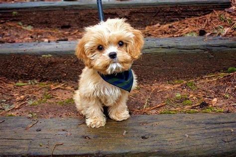 Maltipoo Puppies For Adoption In Texas