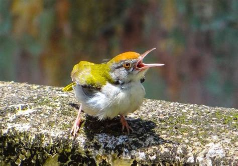 The Enchanting Symphony: Unraveling the Spiritual Meaning Behind Birds Chirping at Night