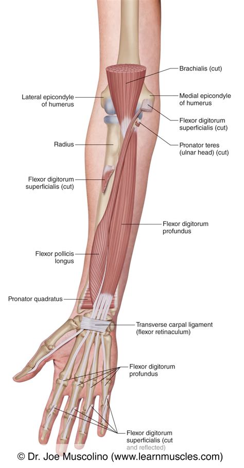 Muscles of the Anterior Forearm - Deep View - Learn Muscles