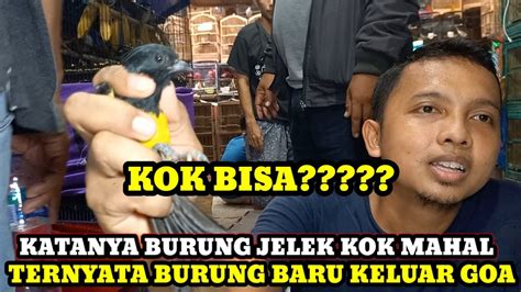 Bongkaran Burung Dari Negara Tetangga Hari Ini Dikios Langgeng Jaya Pb