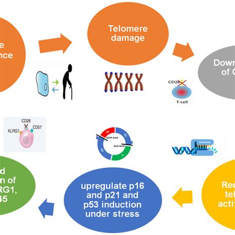 Immune Senescence Due To Telomere Damage Telomere Damage May Cause Due Download Scientific