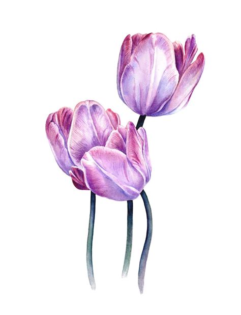 Tulpen Blume Pflanze Aquarell Tulpe Von Grufttaube Kunstnet