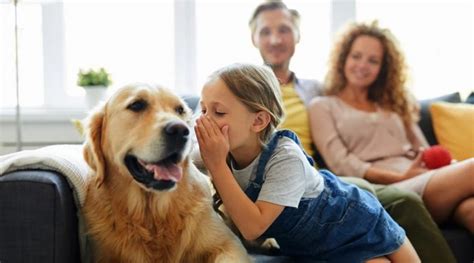 ¿pueden Los Perros Diferenciar Idiomas Y Lenguajes Esto Dice La Ciencia Invdes