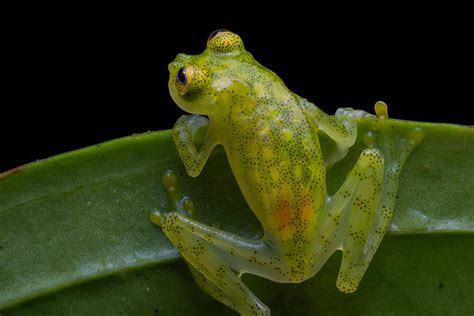 D A Mundial De Los Anfibios Por Qu Est N En Problemas