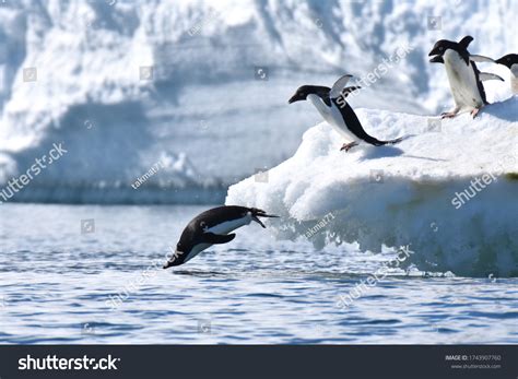 2,958 Penguin diving Images, Stock Photos & Vectors | Shutterstock